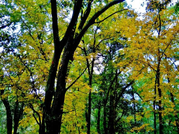 Cheerful Hickory Foliage  ⓒBearspawprint2014