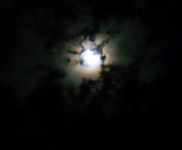 Moon Light ⓒBearspawprint2015  03.02.2015   